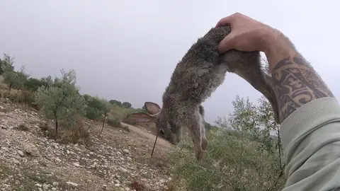 Caza de conejos