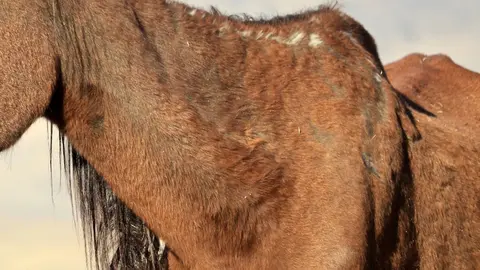 &Uacute;ltima hora Huelva: 15 caballos desnutridos en Almonte