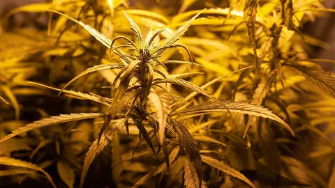 &Uacute;ltima hora Sevilla: 600 plantas marihuana en Los Morales