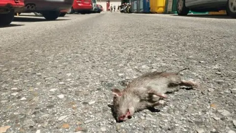 Ratas en C&aacute;diz
