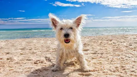 Un perro en una playa