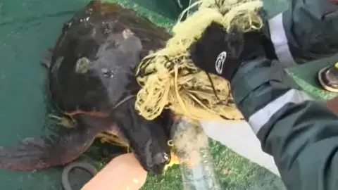 Tortuga marina rescatada por la Guardia Civil