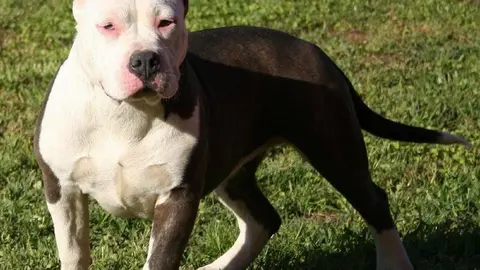 Un perro de raza peligrosa ha atacado a un beb&eacute;