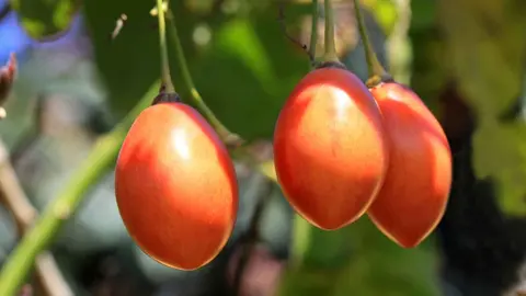 6 propiedades saludables del tomate de &aacute;rbol