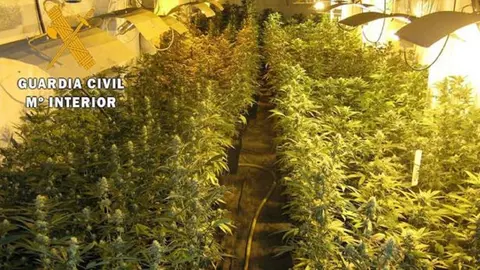 Plantaciones de marihuana