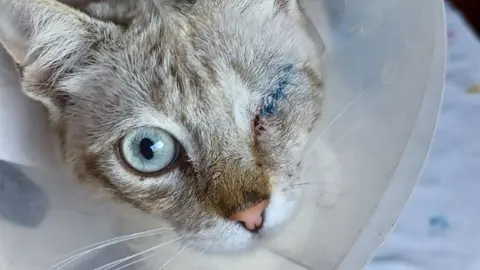 Gato con una herida en el ojo