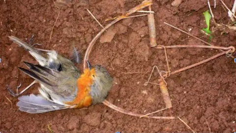 Caza ilegal de aves en Ja&eacute;n