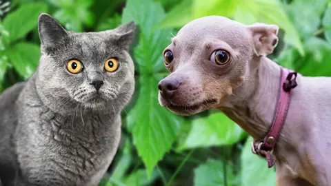 5 plantas que son t&oacute;xicas para tu perro o gato y las tienes en casa