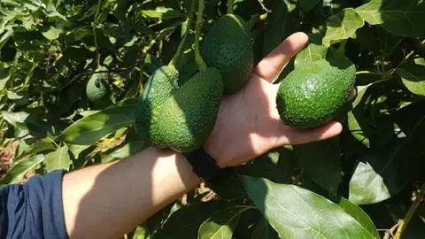 Robo de aguacates en fincas de M&aacute;laga