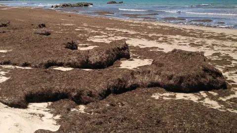 Alga Asi&aacute;tica invasora en el litoral de C&aacute;diz - Twitter Juan Carlos Jim&eacute;nez jottactv 