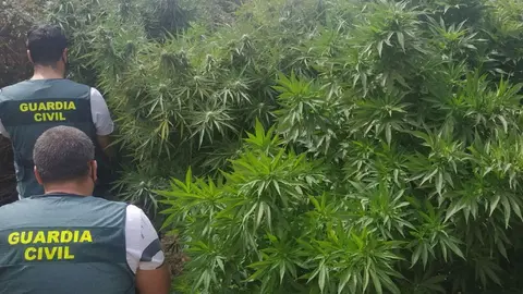 Plantaciones de marihuana en la provincia de Ja&eacute;n