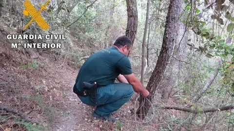 Lazos para cazar en la Sierra de Cazorla