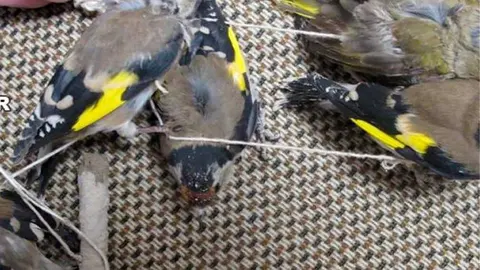 P&aacute;jaros cazados con artes prohibidas