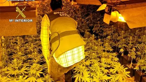 Plantaci&oacute;n de marihuana encontrada en una vivienda de La Mahal&aacute;