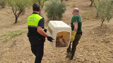 El zorro envenenado en Casabermeja