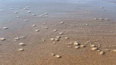 Medusas en Zahara de los Atunes
