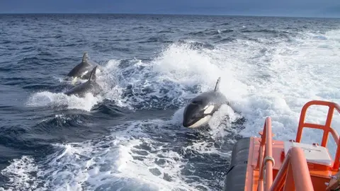 Las orcas contin&uacute;an atacando las embarcaciones