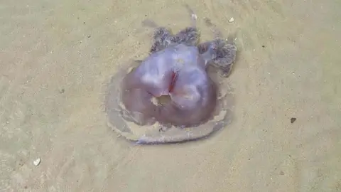 Medusa gigante en las playas de C&aacute;diz | Imagen de un usuario de Twitter