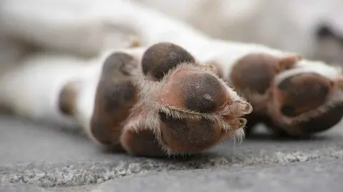 Deja atado a su perro en plena ola de calor en Ja&eacute;n mat&aacute;ndolo sin agua y sin comida