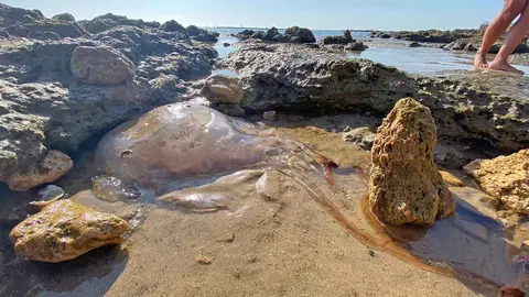 Aparece una medusa gigante en la Playa de la Calita de El Puerto