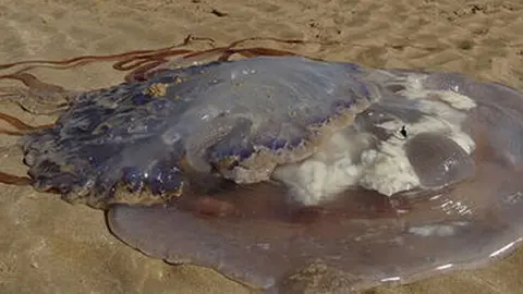 Una medusa gigante en Chipiona