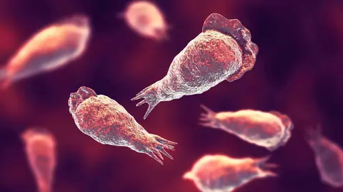 Naegleria fowleri