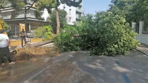 Talan &aacute;rbol en Jerez por peligro de ca&iacute;da