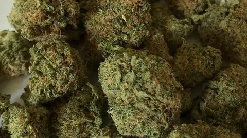 Cogollos de marihuana