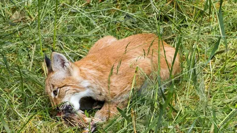 Dos cr&iacute;as de lince han muerto en las carreteras de Ja&eacute;n