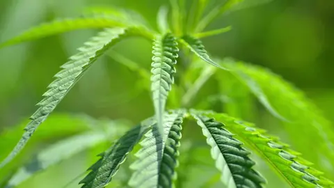 Plantaci&oacute;n de marihuana en Montillana