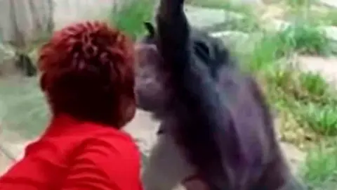 La mujer contra el chimpanc&eacute; con el que manten&iacute;a un "romance"