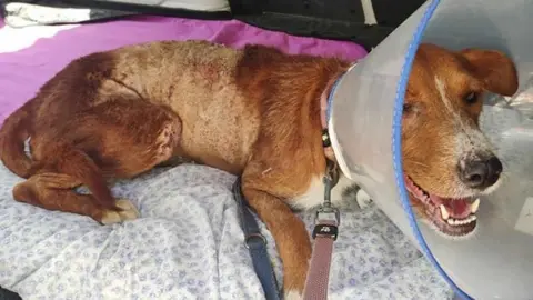 Encuentran a un perro en una cuneta rociado con &aacute;cido y deshidratado en Granada