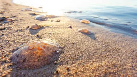 Todo sobre las peligrosas medusas que invaden las playas de C&aacute;diz, Huelva y M&aacute;laga