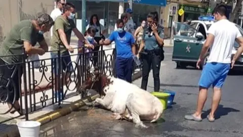 Becerra suelta por las calles de Utrera (Sevilla)