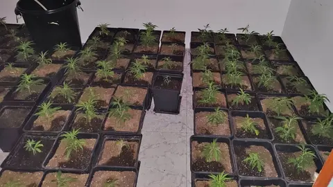 Acuden a un incendio en Jerez y se encuentran con una enorme plantaci&oacute;n de marihuana