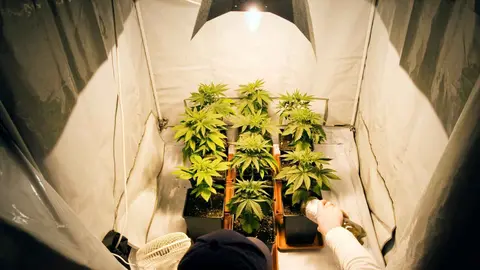 Cultivo de marihuana en casas okupadas de Roquetas de Mar