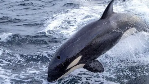 Descubre por qu&eacute; las orcas atacan a veleros en C&aacute;diz