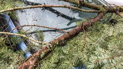 Un coche con la rama de un &aacute;rbol encima