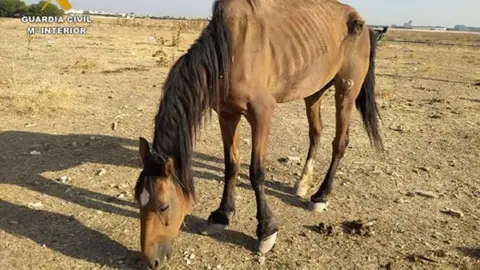 La yegua abandonada en deplorables condiciones