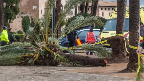 Una palmera ha matado a un trabajador en Nerja