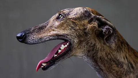 Pillan a un hombre deshaci&eacute;ndose del cad&aacute;ver de un galgo tras ahorcarlo en Granada