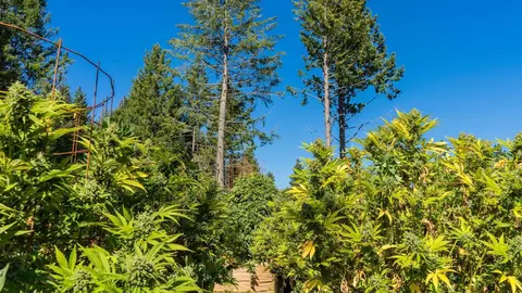 Plantaci&oacute;n de marihuana en Ja&eacute;n