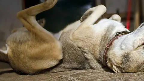 Deja morir de hambre y sed a sus dos perros en Vegas del Genil