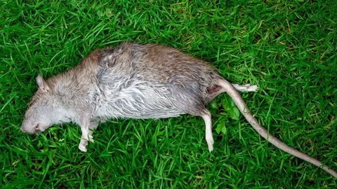 Una urbanizaci&oacute;n de Jerez llena de ratas que entran desde un descampado que no limpia el Ayuntamiento