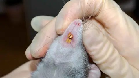 C&oacute;mo acabar con una plaga de ratas