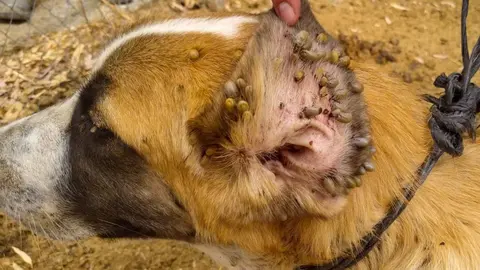 Dise&ntilde;o sin t&iacute;tulo (46)