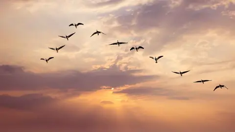 El D&iacute;a Mundial de las Aves se celebra en Sevilla