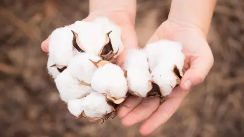 Beneficios del algod&oacute;n