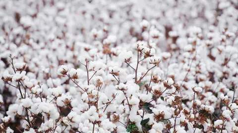 As&iacute; el algod&oacute;n contribuye a la creaci&oacute;n de insecticidas