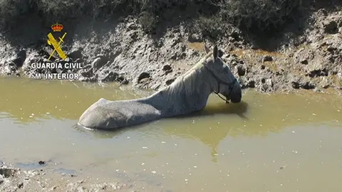El caballo qued&oacute; atrapado en el ca&ntilde;o del r&iacute;o Piedras